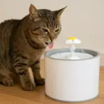 Fontanelle d’acqua per gatti: il gadget che può migliorare la salute del tuo micio
