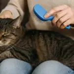 Rimediare alla forfora del gatto: trattamenti efficaci che puoi fare anche tu senza stress