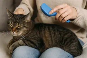 Rimediare alla forfora del gatto: trattamenti efficaci che puoi fare anche tu senza stress