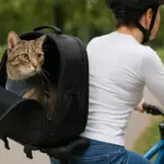 Accessori per il trasporto in bicicletta del gatto: sicurezza e consigli di utilizzo pratici