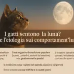 I gatti sentono la luna? Cosa dice l’etologia sui comportamenti “lunari”