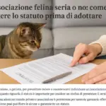 Associazione felina seria o no: come leggere lo statuto prima di adottare