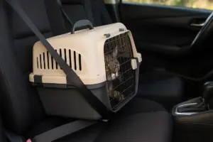 Trasportino per gatti in auto: come fissarlo al sedile in modo sicuro