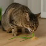 Gatto che vomita dopo aver mangiato erba: cause reali e quando preoccuparsi