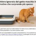 Lettiera ignorata dal gatto maschio intero: il motivo che sorprende più spesso