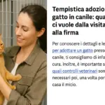 Tempistica adozione gatto in canile: quanto ci vuole dalla visita alla firma
