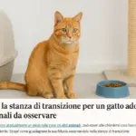 Come usare la stanza di transizione per un gatto adottato: tempi e segnali da osservare