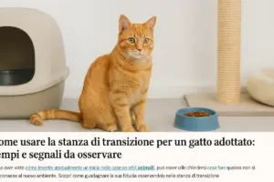 Come usare la stanza di transizione per un gatto adottato: tempi e segnali da osservare