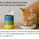 Quante volte cambiare marca di cibo al gatto: rischi reali di una rotazione frequente