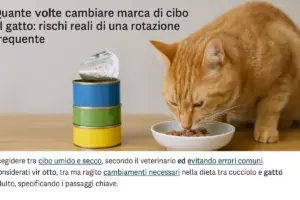 Quante volte cambiare marca di cibo al gatto: rischi reali di una rotazione frequente