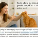 Gatto adulto già socializzato: perché semplifica la vita nei primi mesi