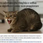 Gatto adottato che ringhia o soffia: cosa significa e come non peggiorare