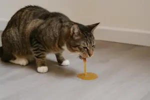 Gatto che vomita bile a stomaco vuoto: cosa succede e come intervenire