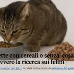 Crocchette con cereali o senza: cosa dice davvero la ricerca sui felini