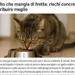 Gatto adulto che mangia di fretta: rischi concreti e come distribuire meglio