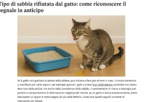 Tipo di sabbia rifiutata dal gatto: come riconoscere il segnale in anticipo