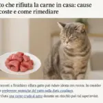 Gatto che rifiuta la carne in casa: cause nascoste e come rimediare