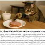 Gatto che ruba cibo dalla tavola: cosa rischia davvero e come prevenirlo