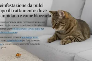 Reinfezione da pulci dopo il trattamento: dove si annidano e come bloccarla